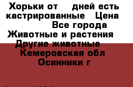   Хорьки от 35 дней есть кастрированные › Цена ­ 2 000 - Все города Животные и растения » Другие животные   . Кемеровская обл.,Осинники г.